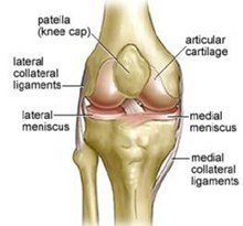 knee-anatomy